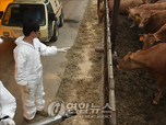 농촌교회, 구제역과 싸움
